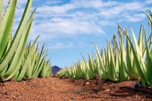 Aloe Vera