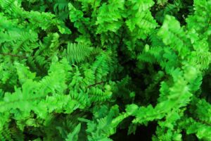 Boston Fern