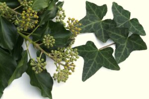 English Ivy Hedera helix