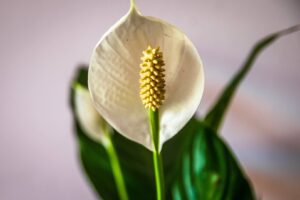 Spathiphyllum Peace Lily