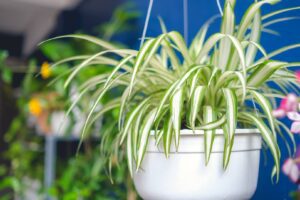 Spider Plant