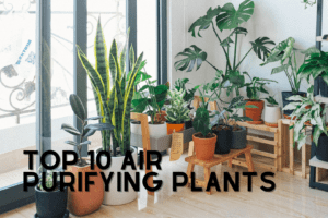 Top 10 Air Purifying Plants