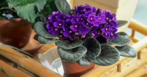 African Violet