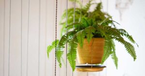 Boston Fern (Nephrolepis Exaltata)