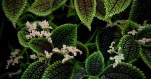 Friendship Plant (Pilea Involucrata)