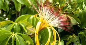 Money Tree (Pachira Aquatica)