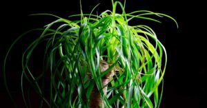 Ponytail Palm