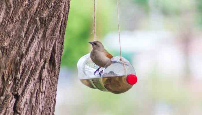 bird feeding bottle