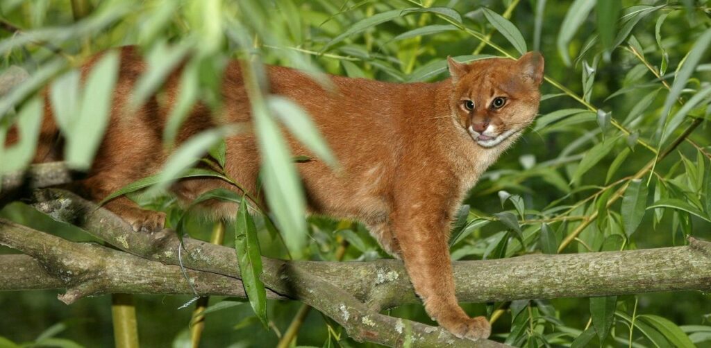 Animals in Amazon Forest